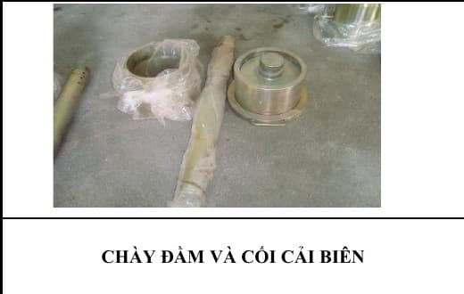 CHÀY ĐẦM VÀ CỐI CẢI BIÊN